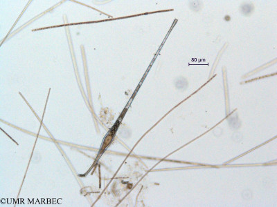 phyto/Scattered_Islands/all/COMMA April 2011/Amphisolenia sp1 (ancien Amphisolenia bidentata (18))(copy)_thumb.jpg